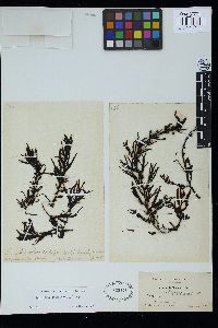 Sargassum obtusifolium image