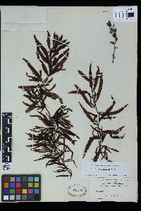 Sargassum echinocarpum image