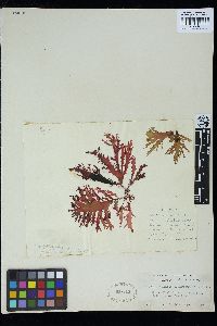 Calliblepharis fimbriata image