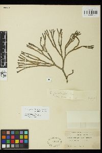 Codium fragile subsp. novae-zelandiae image