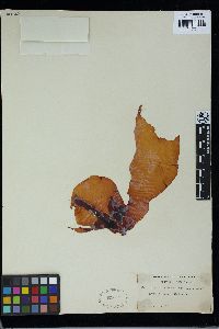 Schizymenia novae-zelandiae image