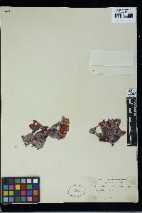 Schizymenia novae-zelandiae image
