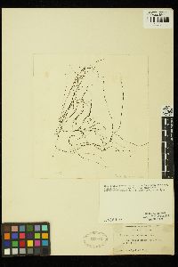 Nemalionopsis tortuosa image