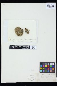 Cladophora herpestica image