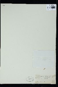 Polysiphonia variabilis image