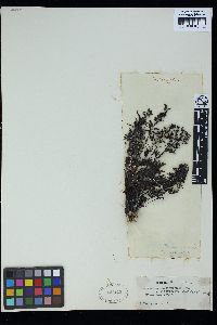 Sargassum portierianum image