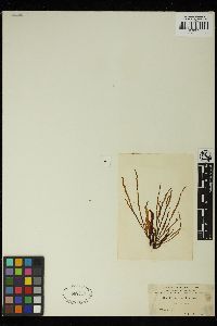 Petalonia zosterifolia image