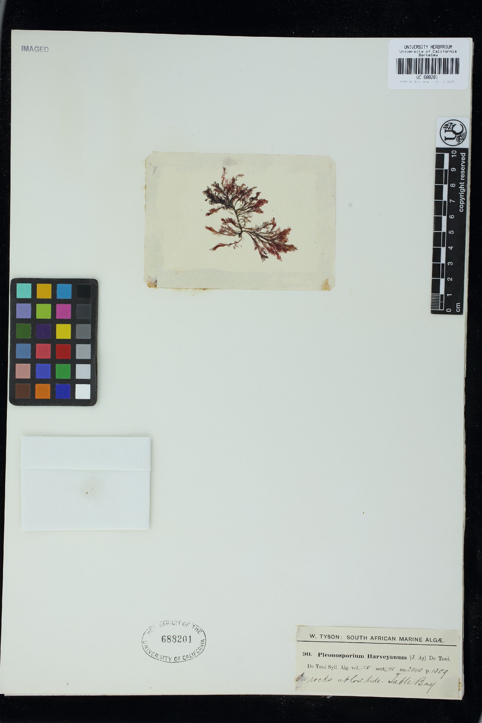 Pleonosporium harveyanum image