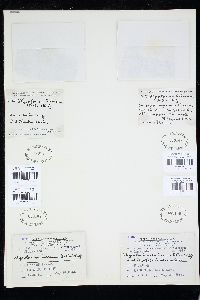 Stigeoclonium lubricum image