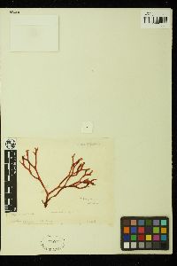 Halopeltis australis image