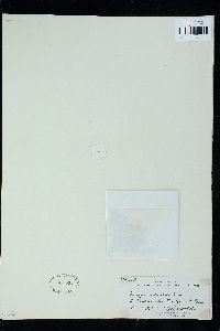 Porphyrostromium ciliare image