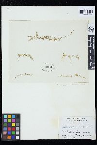 Caulerpa peltata var. exigua image