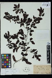 Sargassum siliquosum image