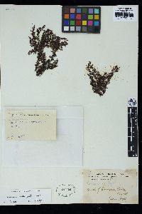 Sargassum heterocystum image