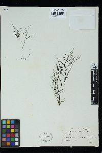 Lophurella hookeriana image