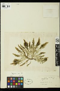 Bryopsis rosea image