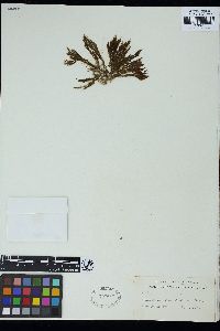 Halopteris hordacea image