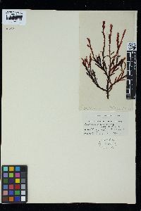 Ptilonia australasica image