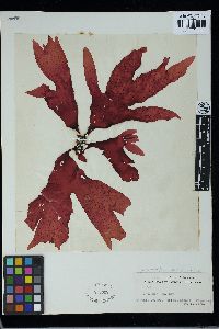 Sarcodia grandifolia image