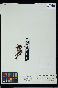 Trematocarpus acicularis image