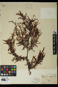 Sargassum distichum image
