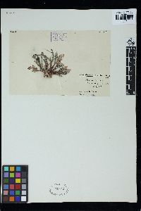 Heterosiphonia muelleri image