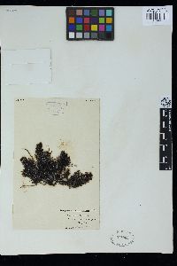 Sargassum decipiens image