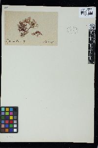 Phyllophora herediae image