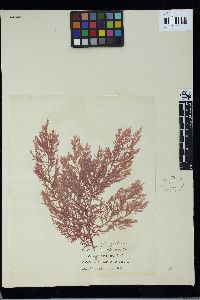 Spongoclonium brownianum image