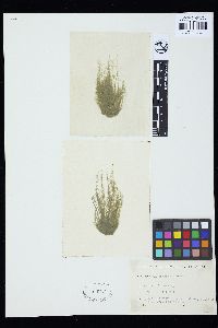 Cladophora javanica image