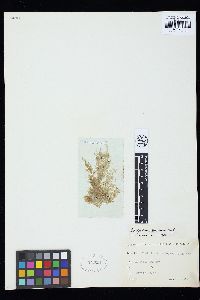 Cladophora lehmanniana image