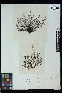 Polysiphonia flexella image