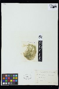 Cladophora sericioides image