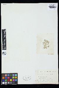 Cladophora macallana image
