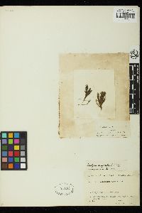Cladophora rupestris image