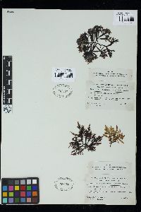 Prionitis abbreviata var. guaymasensis image