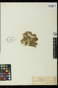 Cladophora declinata image