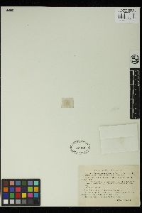 Staurastrum monticulosum image