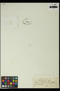 Palmogloea protuberans image