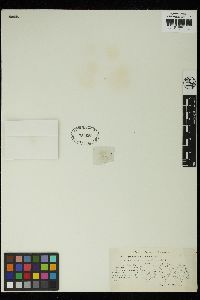 Staurastrum scabrum image