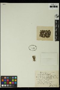 Oedogonium platygnum image