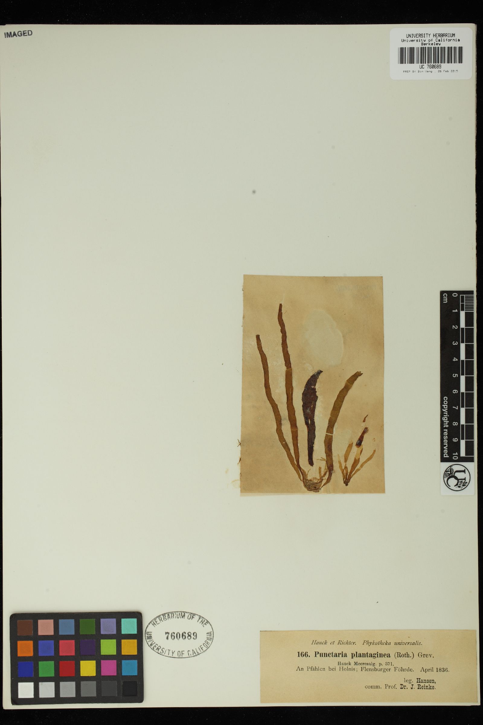 Punctaria plantaginea image