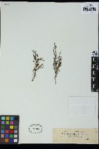 Corynophlaea umbellata image