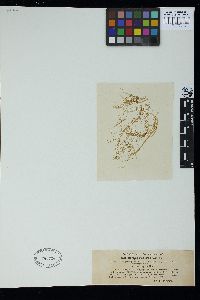Stictyosiphon adriaticus image