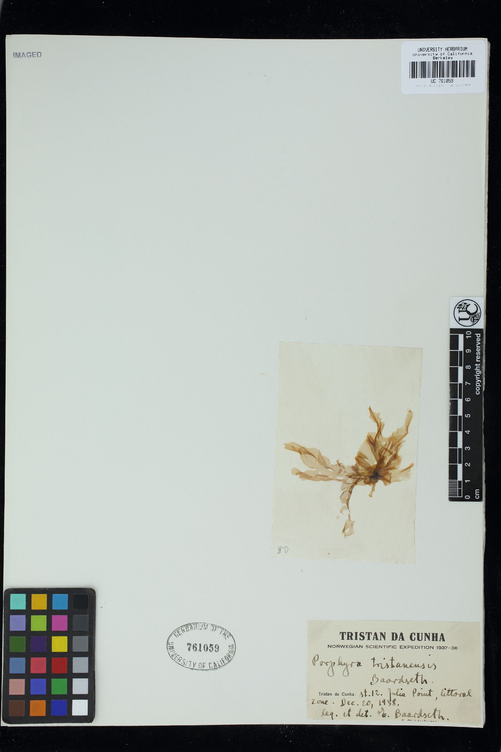 Porphyra tristanensis image