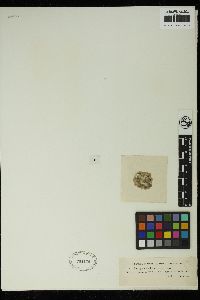 Spirogyra decimina image
