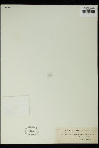 Staurastrum brebissonii image