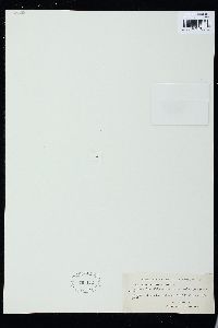 Euastrum divaricatum image
