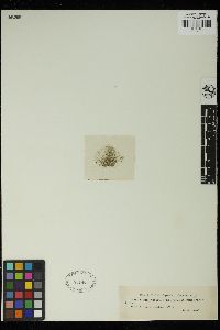 Staurastrum pilosum image