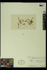 Rhodymenia leptophylla image